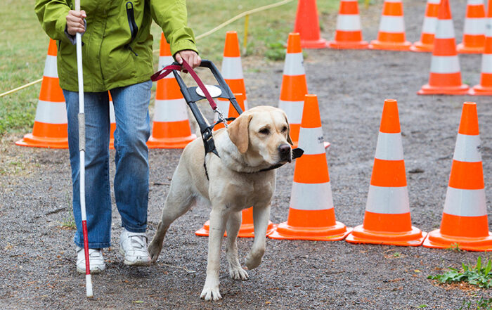 Blind person with her guide dog
